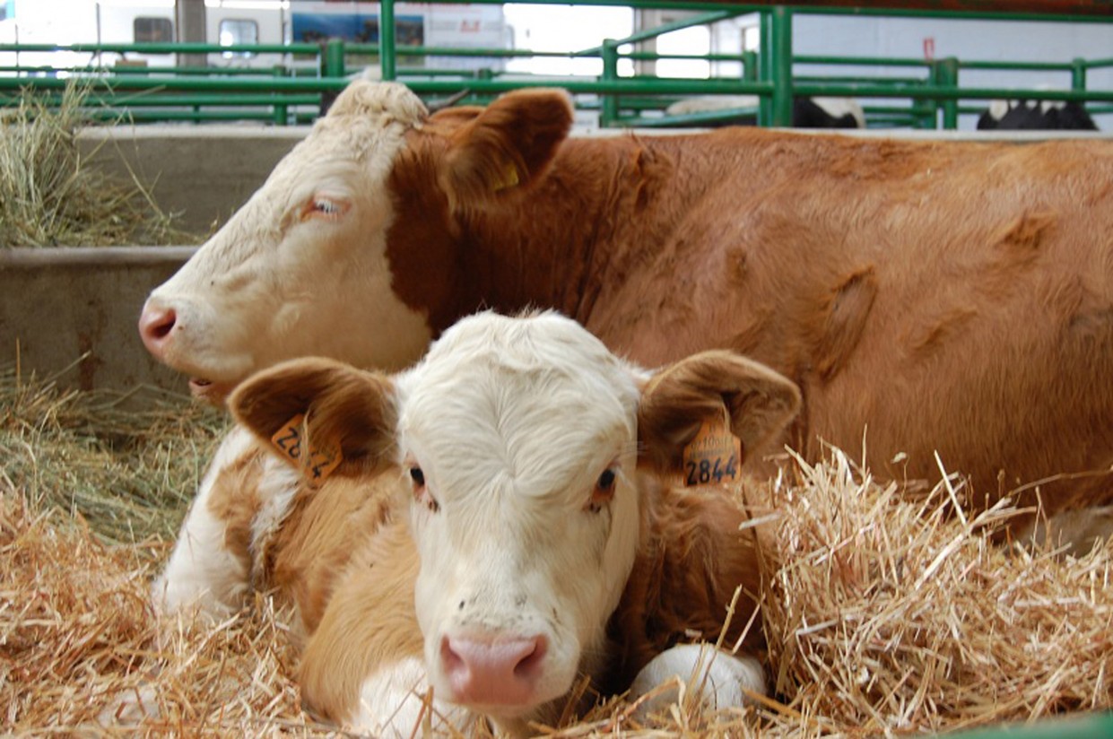 Comercio exterior: elemento clave para el sector vacuno de carne español