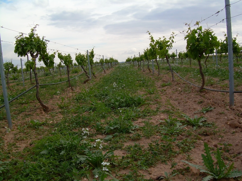 Nuevo Plan andaluz de Agricultura Ecológica, con cerca de 300 M€ hasta el año 2020