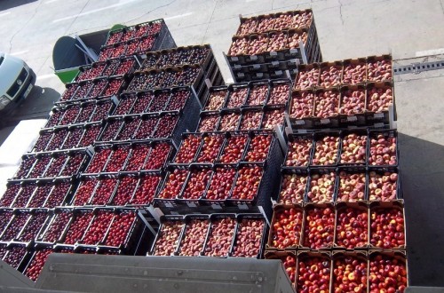 Un año más de ayudas para retirar 41.800 t de frutas y hortalizas en España por el veto ruso