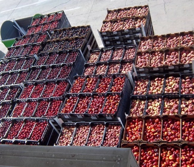 Un año más de ayudas para retirar 41.800 t de frutas y hortalizas en España por el veto ruso