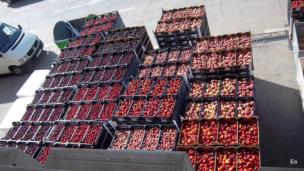 Un año más de ayudas para retirar 41.800 t de frutas y hortalizas en España por el veto ruso