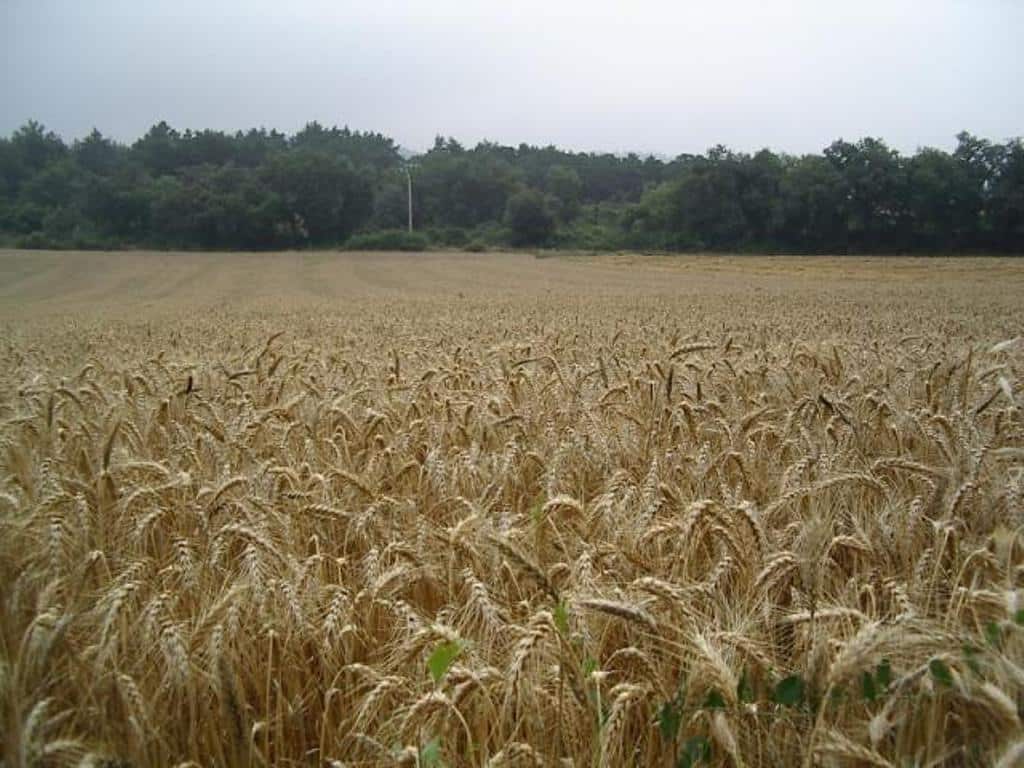 Cooperativas prevé una cosecha de cereales de 23,84 Mt en la campaña 2016/17