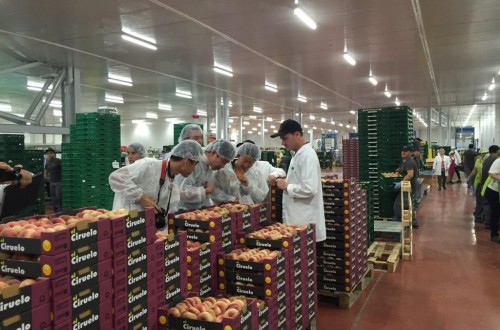 La exportación de fruta de hueso española a China mucho más cerca
