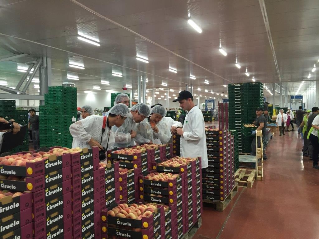 La exportación de fruta de hueso española a China mucho más cerca