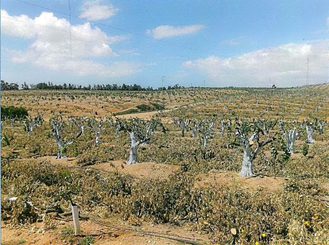 Eliminadas 31.168 plantas sin licencia de mandarino variedad Orri en España