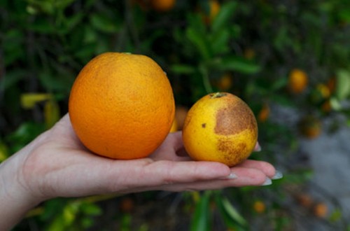 El sector citrícola español exige a Bruselas reforzar y no relajar la protección fitosanitaria en frontera