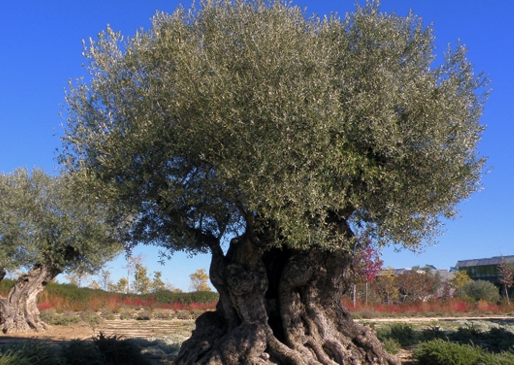 Descifrado el genoma completo del olivo, el árbol más emblemático del Mediterráneo