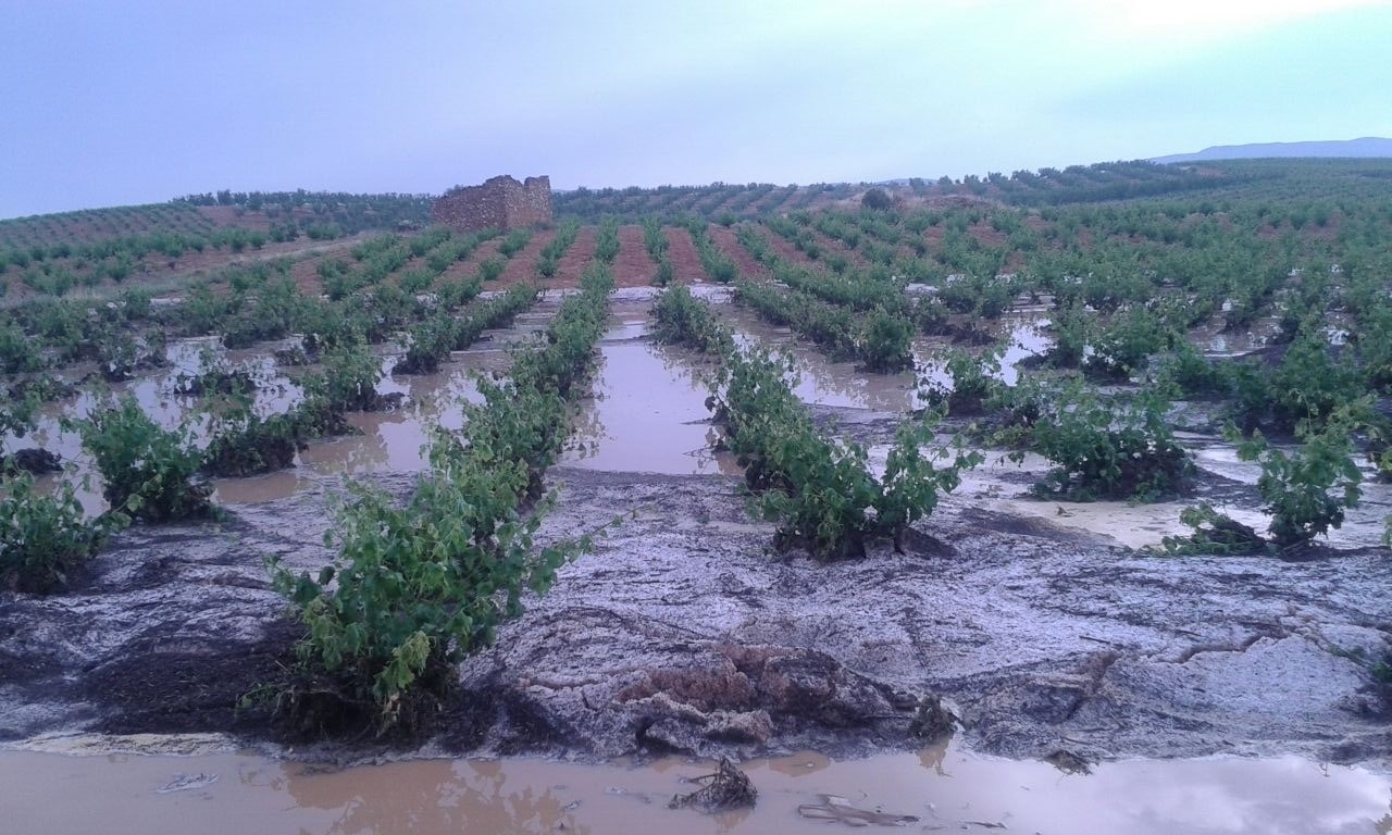 El granizo afectó en la última semana a  4.700 ha de varios cultivos agrícolas en Cataluña , C.Valenciana y Aragón