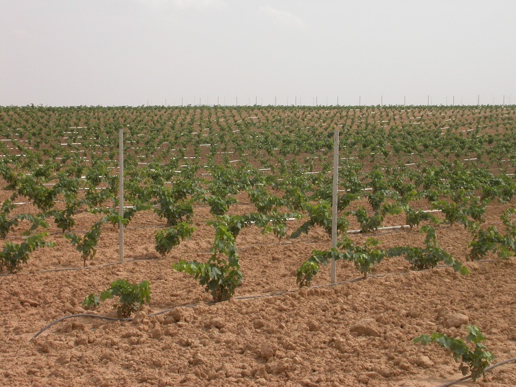 Las solicitudes de nuevas plantaciones de viñedo podrían haber doblado las 4.173 ha permitidas para 2016