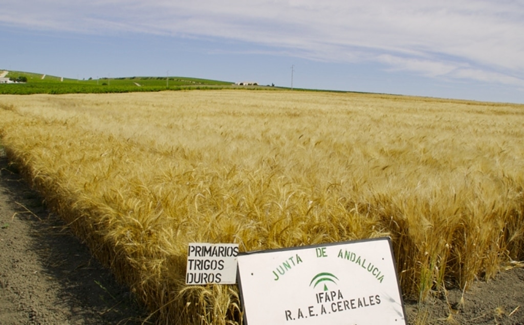 ASAJA-Sevilla denuncia presiones de la industria para vender trigo duro a precio abierto