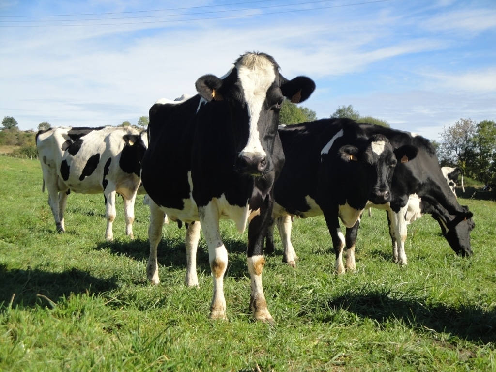 El precio medio nacional de leche de vaca bajó de nuevo un 2%, hasta solo 0,292 €/litro en mayo