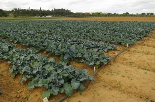 Resultados de ensayos de variedades de brócoli en Extremadura