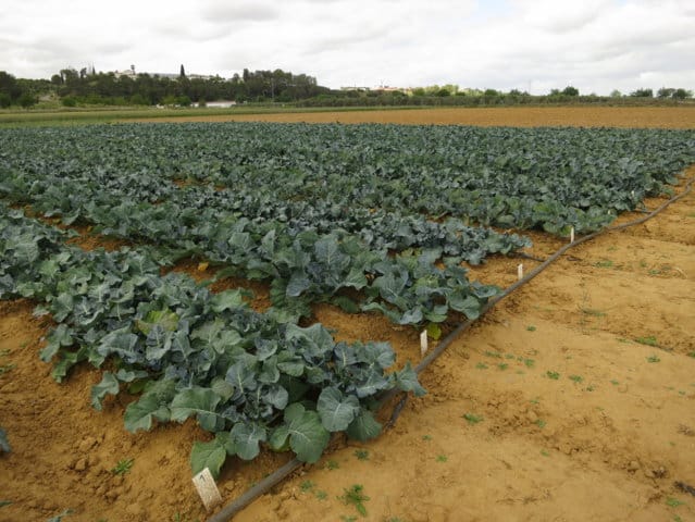 Resultados de ensayos de variedades de brócoli en Extremadura