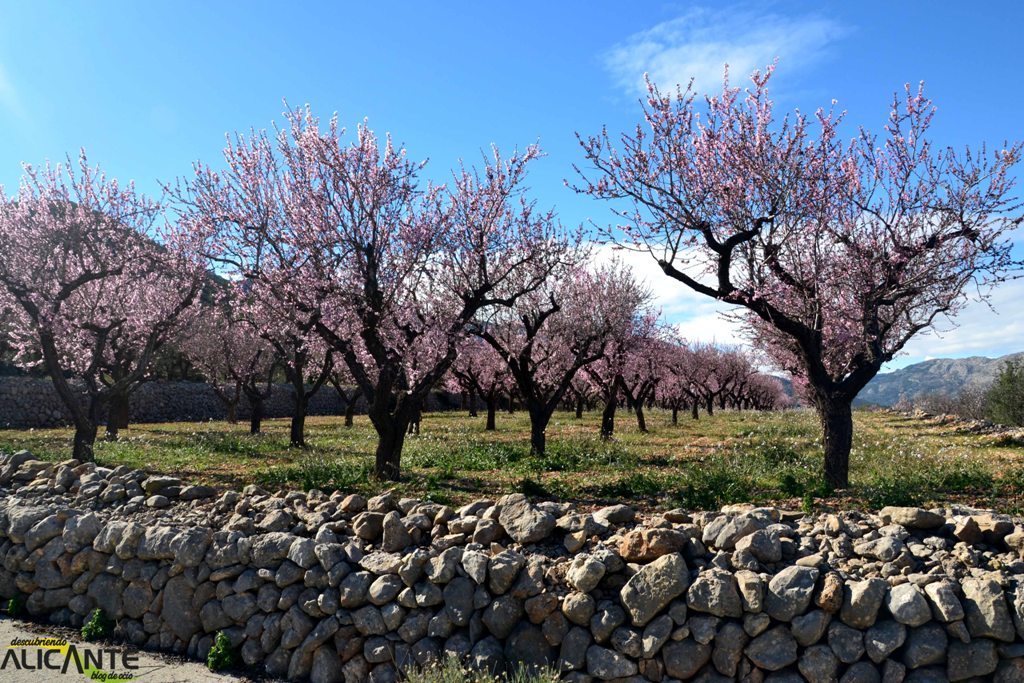 Previsión de cosecha de 46.000 t de almendra grano en la actual campaña 2016/17