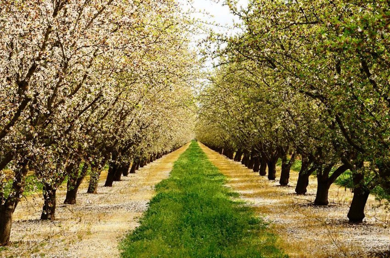 El sector de los frutos secos aborda mañana su futuro en Albacete