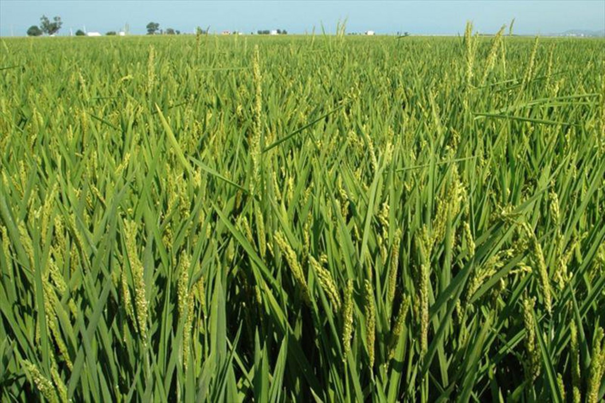 Ampliado hasta el 30 de junio el plazo de siembra de arroz en Sevilla