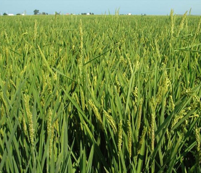Ampliado hasta el 30 de junio el plazo de siembra de arroz en Sevilla