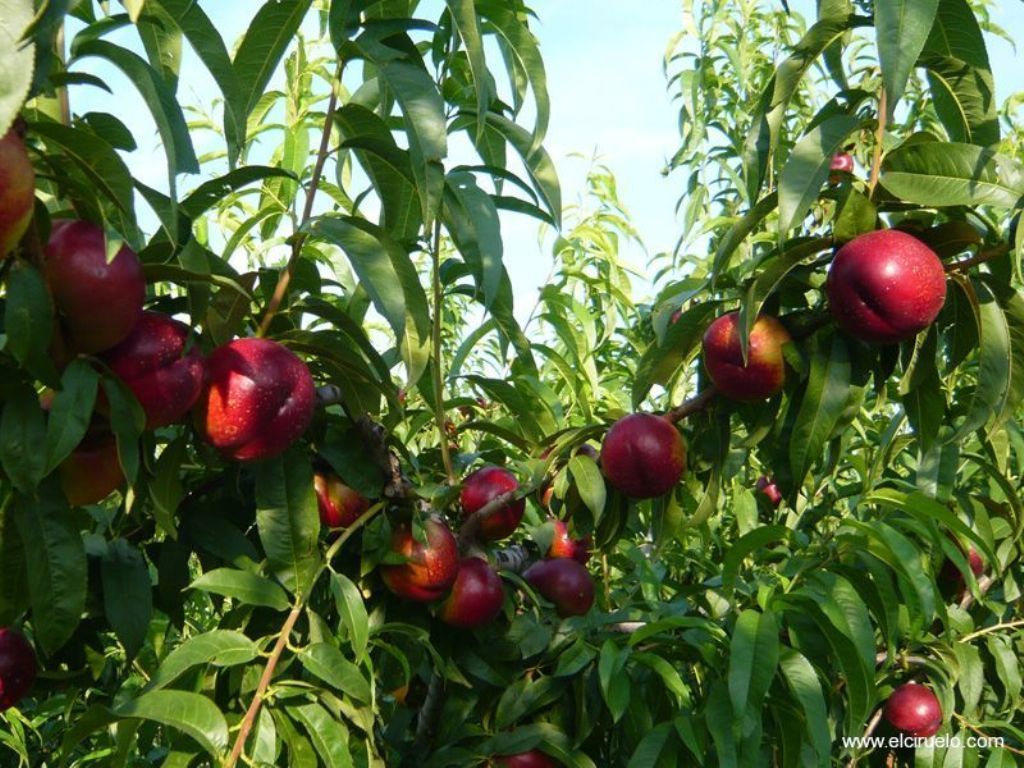 Cooperativas prevé casi 1,6 Mt , un 3,6% menos, de cosecha de fruta de hueso este año