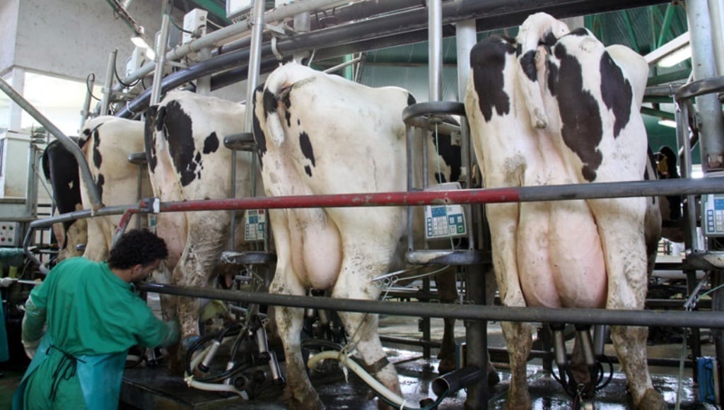 Las entregas de leche de vaca se moderaron en abril, con caída de precios y bastantes ganaderos menos
