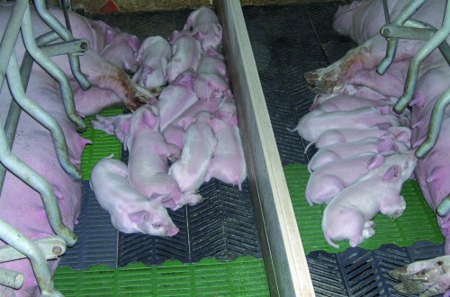 Termorregulación del lechón recién nacido