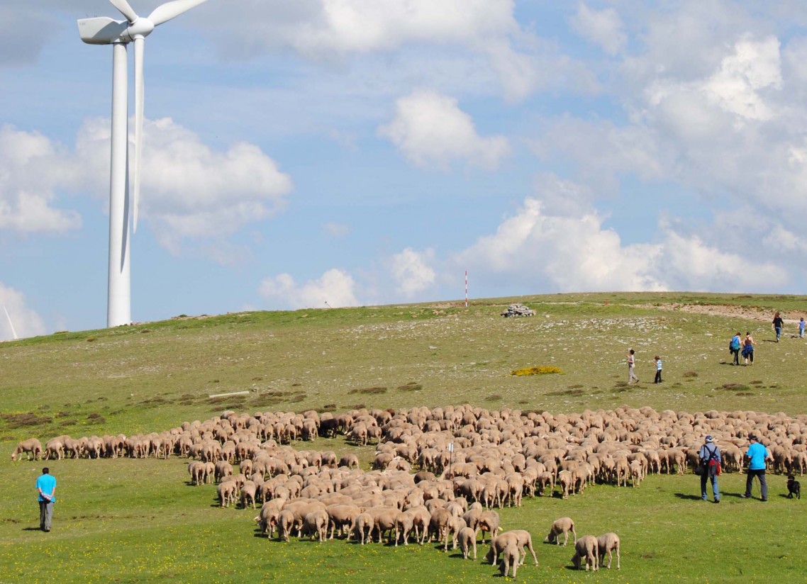 Aprender a ser pastor en las Tierras Altas de Soria