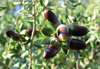 Usos ganaderos tradicionales de plantas silvestres en la Sierra de Grazalema