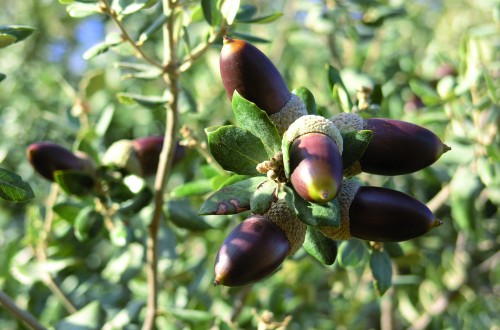 Usos ganaderos tradicionales de plantas silvestres en la Sierra de Grazalema