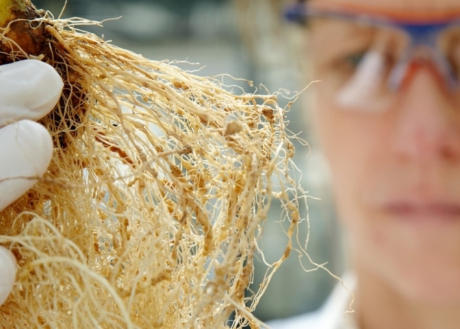 Bayer lanza Velum Prime, un innovador nematicida para cultivos hortícolas