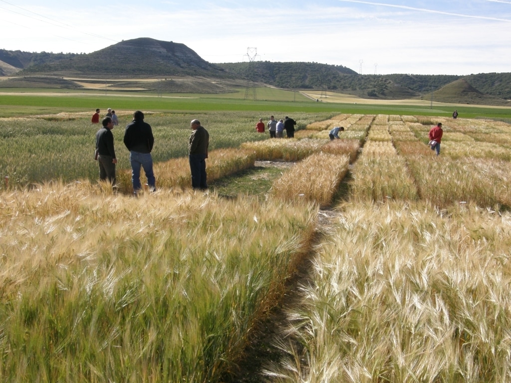 Ayudas para impulsar la creación de GO supra-autonómicos con  proyectos de innovación agroalimentaria