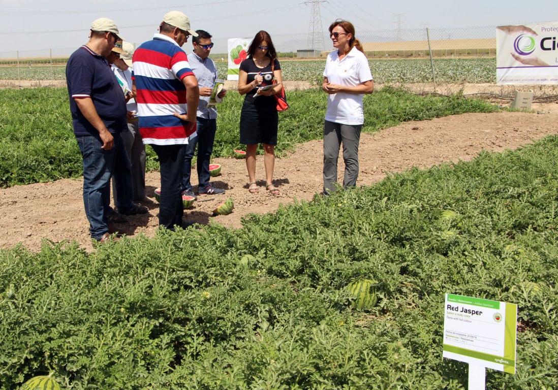 Syngenta evalúa con productores y compradores sus nuevas variedades de melón y sandía