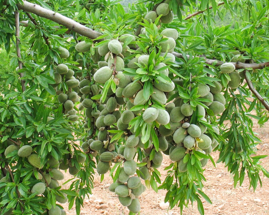 Regularización excepcional para variedades de almendro y albaricoquero del CSIC