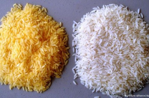 Más de un centenar de Premios Nobel firman una carta conjunta contra Greenpeace por su oposición a los OMG