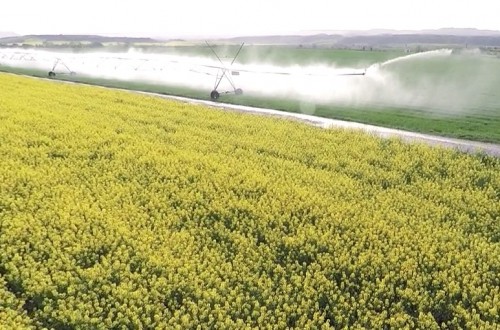 El sector productor y cooperativo prevé menos trigo blando y semillas oleaginosas en la UE en 2016/17