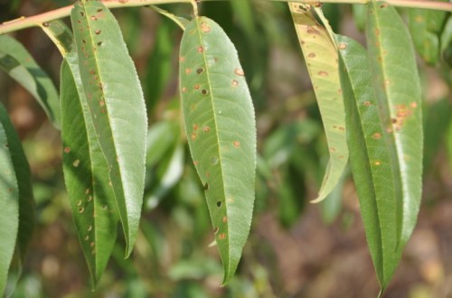 Susceptibilidad varietal al cribado del almendro en Andalucía