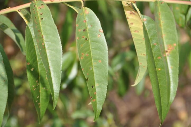 Susceptibilidad varietal al cribado del almendro en Andalucía