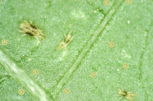 Incidencia y control en viña de las plagas de ácaros tetraníquidos