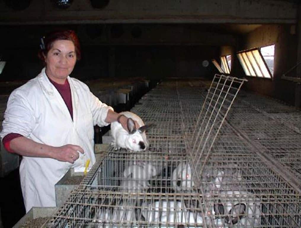 Competencia no entiende la necesidad de OPs y AOPs en el sector productor de carne de  conejo