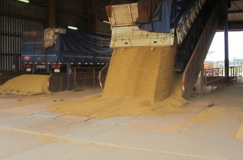 Bruselas autoriza el uso, pero no el cultivo en la UE de tres tipos de soja transgénica