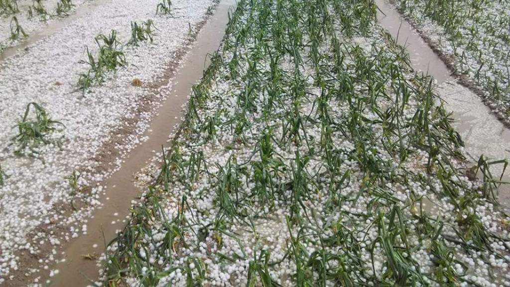 Decenas de miles de hectáreas de cultivos afectadas por las tormentas en Castilla y Léon y Extremadura