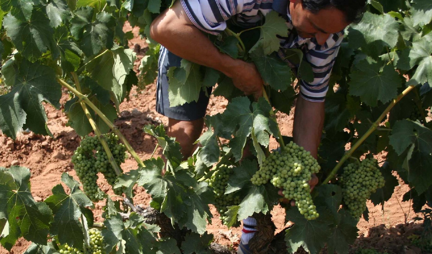 El Consejo Regulador de la DOCa Rioja aprueba las normas de campaña para la vendimia