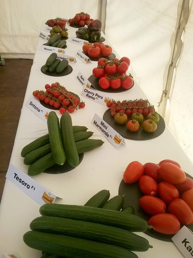 Introducir nuevas alternativas de tomate y pepino, ampliando su calendario, objetivos de Bayer en la costa de Granada