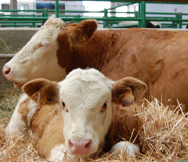 Arabia Saudí autoriza la importación de carnes de vacuno, ovino y caprino españolas