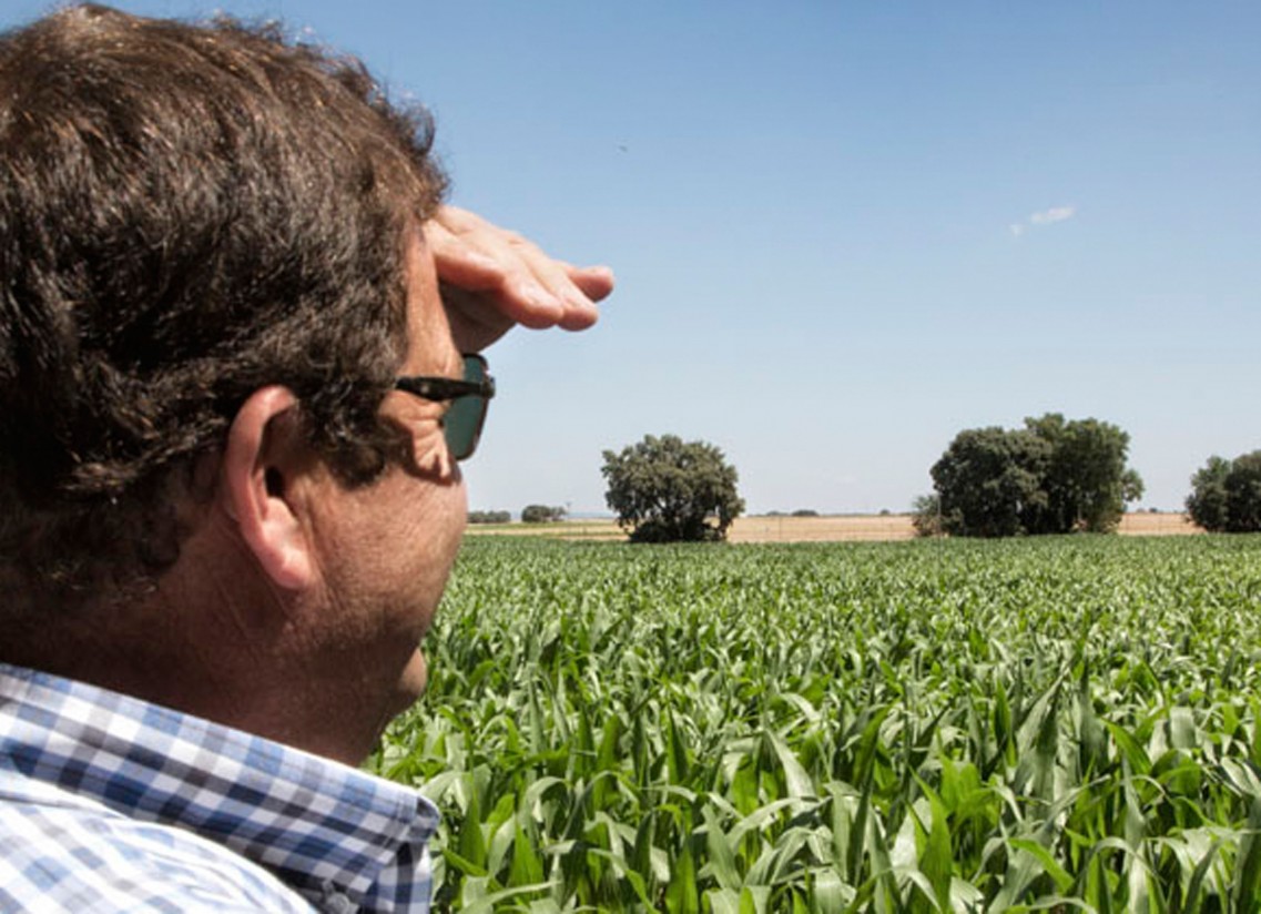 La cosecha de cereales en Castilla-La Mancha se incrementa un 44%