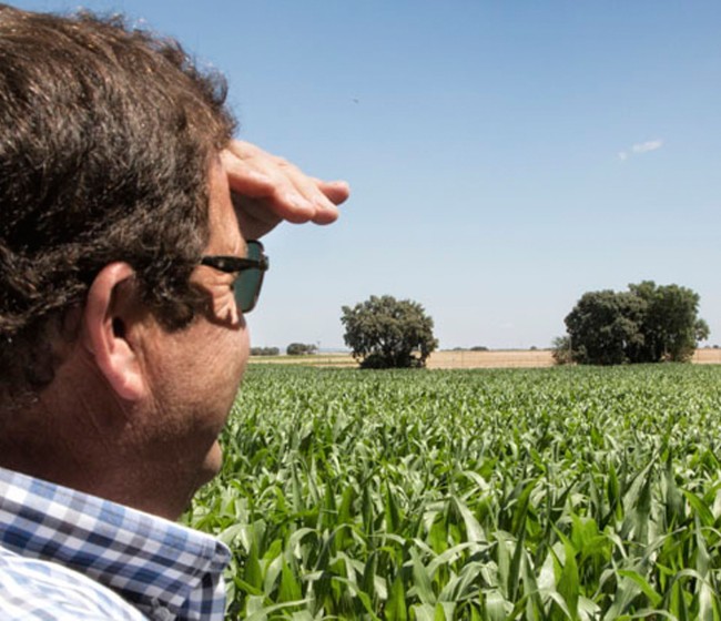 La cosecha de cereales en Castilla-La Mancha se incrementa un 44%