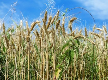 Adama, sencillez e innovación agrícola