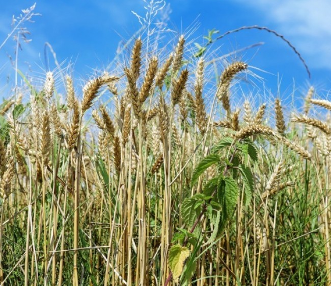 Adama, sencillez e innovación agrícola