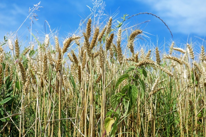 El 15 de junio, último día para asegurar cereales de invierno, leguminosas y oleaginosas