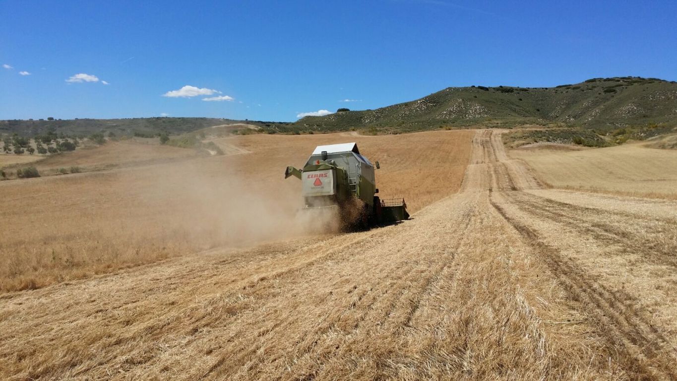 UPA denuncia una cosecha de cereales con rentabilidad  “hundida” por los bajos precios y los altos costes de producción