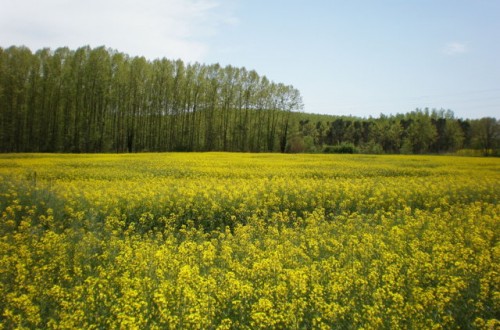 Innovaciones asociadas al nuevo material vegetal de colza de invierno