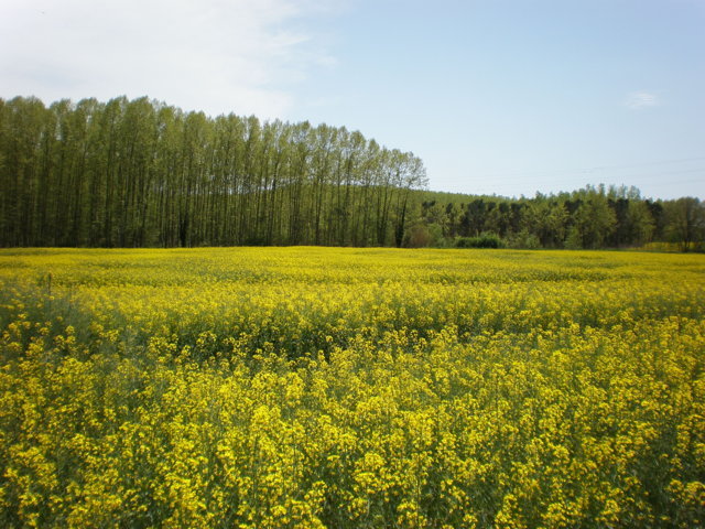 Innovaciones asociadas al nuevo material vegetal de colza de invierno